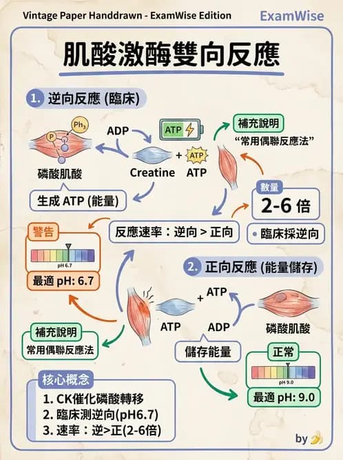 醫檢師 - 臨床酵素學基礎 - AI 圖文解析預覽