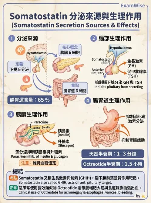 醫檢師 - 甲狀腺與垂體內分泌 - AI 圖文解析預覽