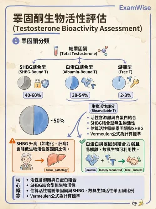 醫檢師 - 腎上腺與生殖內分泌 - AI 圖文解析預覽