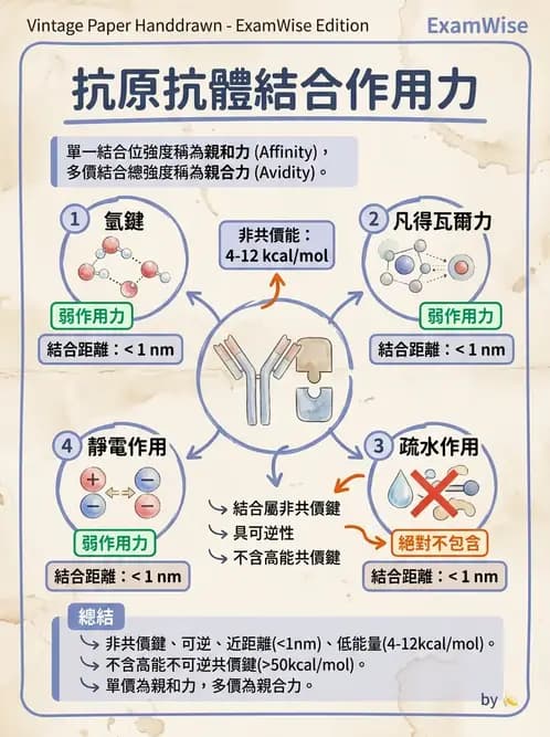 醫檢師 - 免疫球蛋白與抗體 - AI 圖文解析預覽