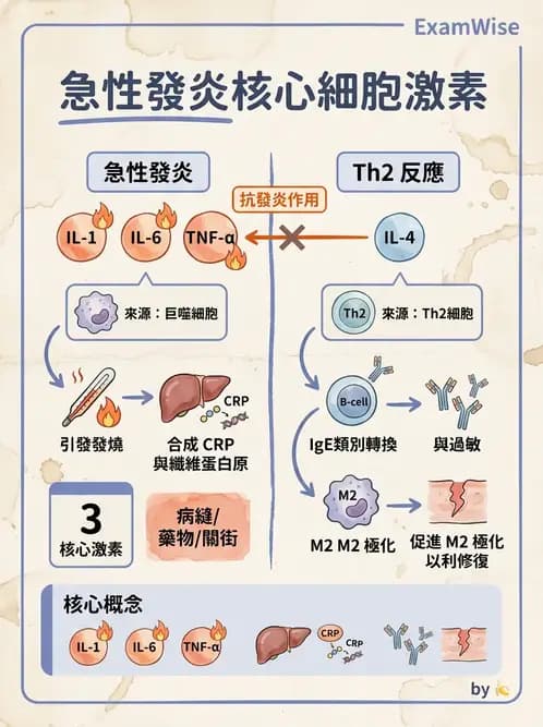 醫檢師 - 細胞激素與抗原呈獻 - AI 圖文解析預覽