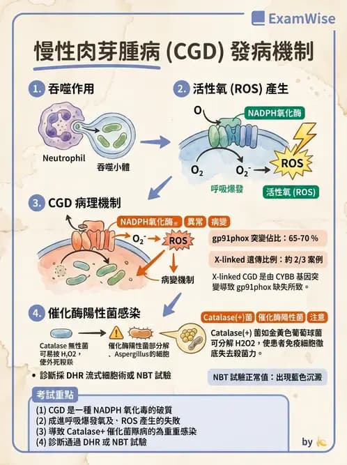 醫檢師 - 先天免疫與補體系統 - AI 圖文解析預覽