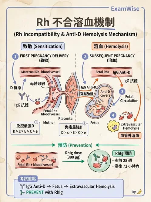 醫檢師 - 過敏反應及測試法 - AI 圖文解析預覽