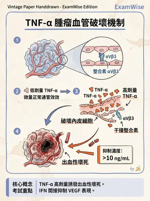 醫檢師 - 腫瘤免疫學免疫療法及疫苗 - AI 圖文解析預覽