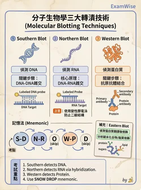 醫檢師 - 病毒檢驗技術 - AI 圖文解析預覽