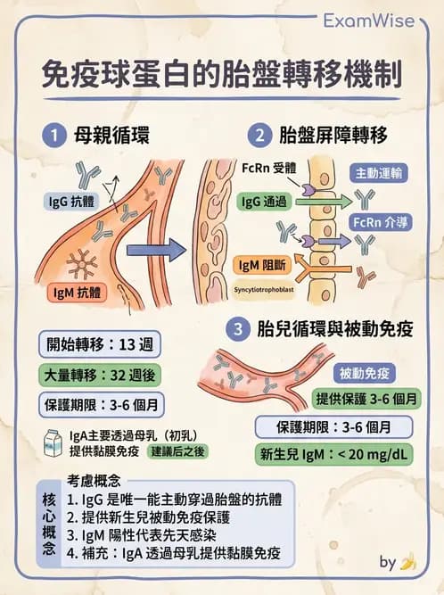 醫檢師 - 免疫球蛋白與抗體 - AI 圖文解析預覽