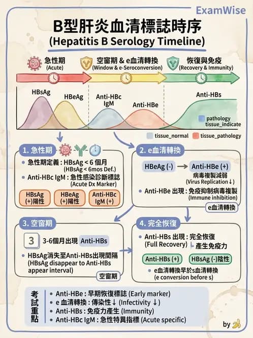 醫檢師 - B型肝炎病毒 - AI 圖文解析預覽