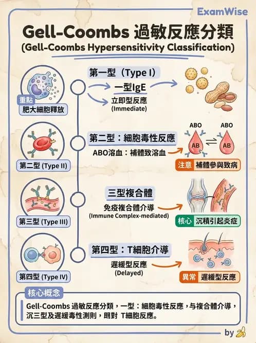 醫檢師 - 過敏反應及測試法 - AI 圖文解析預覽
