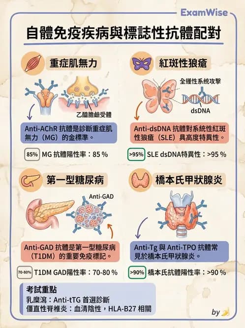 醫檢師 - 其他自體免疫疾病與自體抗體檢驗 - AI 圖文解析預覽
