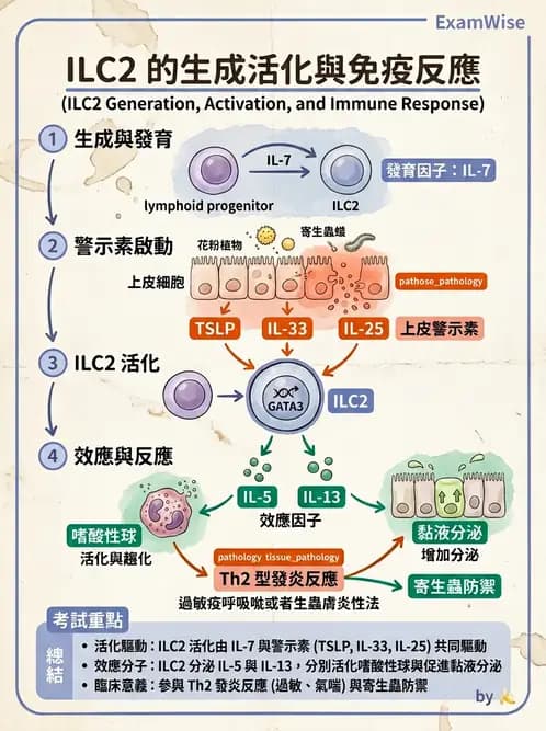 醫檢師 - 先天免疫與補體系統 - AI 圖文解析預覽