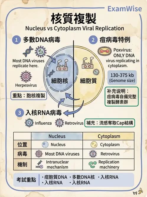 醫檢師 - 腺病毒與痘病毒 - AI 圖文解析預覽