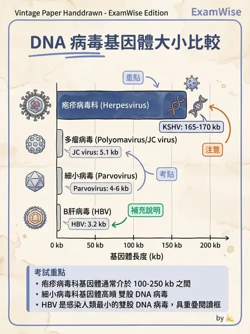 醫檢師 - 疱疹病毒科 - AI 圖文解析預覽