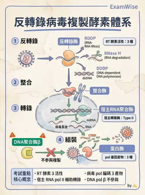 醫檢師 - 反轉錄病毒(HIV/HTLV) - AI 圖文解析預覽