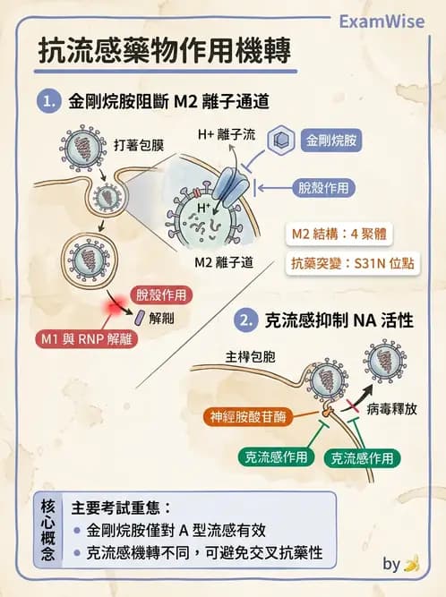 醫檢師 - 正黏液病毒科(流感) - AI 圖文解析預覽