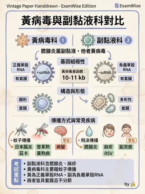 醫檢師 - 黃病毒科與蟲媒病毒 - AI 圖文解析預覽