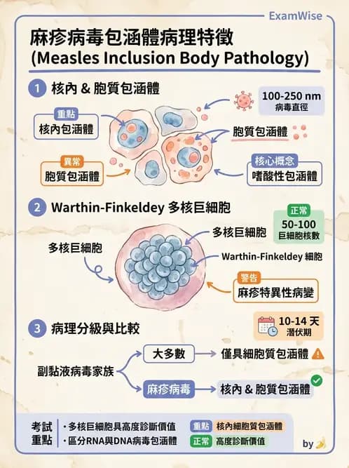 醫檢師 - 副黏液病毒科 - AI 圖文解析預覽