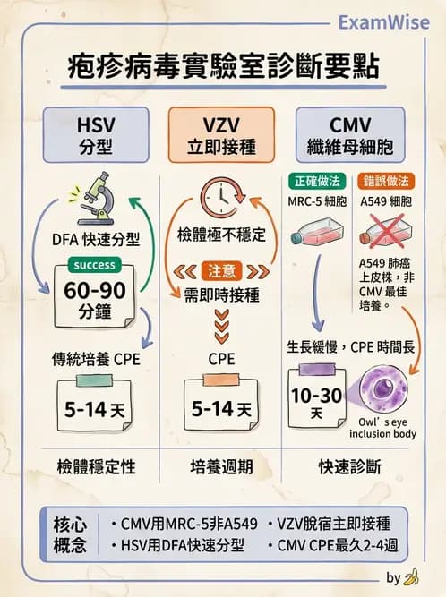 醫檢師 - 疱疹病毒科 - AI 圖文解析預覽