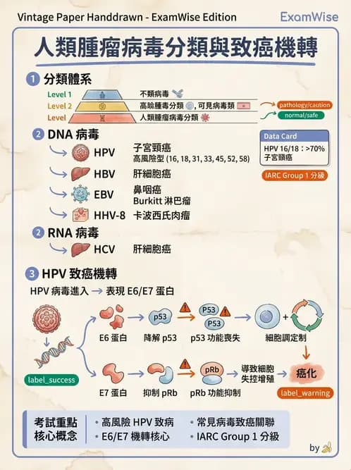 醫檢師 - 人類乳突病毒 - AI 圖文解析預覽