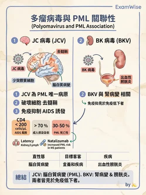 醫檢師 - 細小病毒與多瘤病毒 - AI 圖文解析預覽