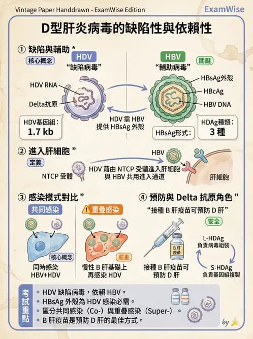 醫檢師 - B型肝炎病毒 - AI 圖文解析預覽
