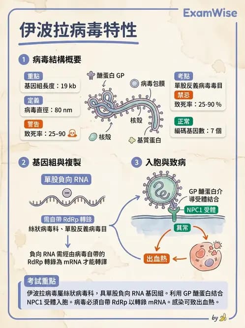 醫檢師 - 其他RNA病毒 - AI 圖文解析預覽