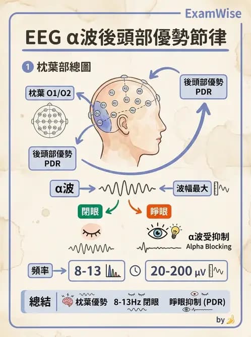 醫檢師 - 腦電圖檢查 - AI 圖文解析預覽