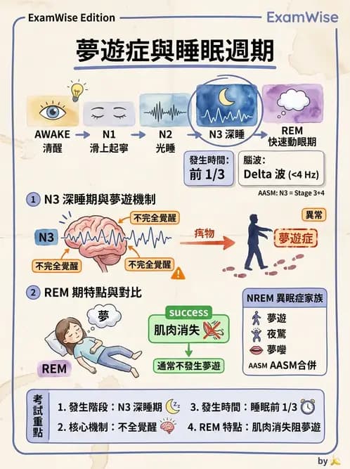 醫檢師 - 神經肌肉與睡眠檢查 - AI 圖文解析預覽