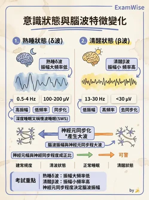 醫檢師 - 腦電圖檢查 - AI 圖文解析預覽