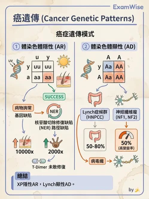 醫檢師 - 遺傳和發育疾病 - AI 圖文解析預覽