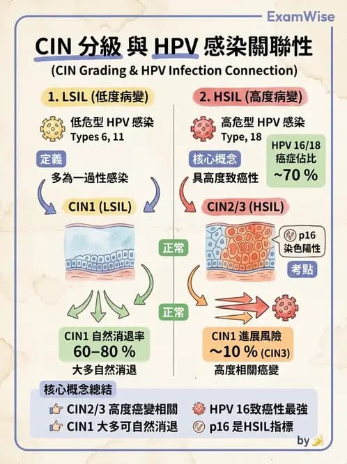 醫檢師 - 乳房及女性生殖疾病 - AI 圖文解析預覽