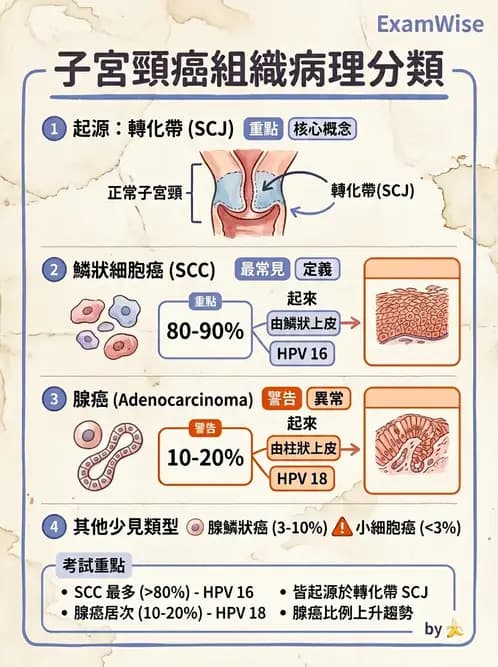 醫檢師 - 乳房及女性生殖疾病 - AI 圖文解析預覽