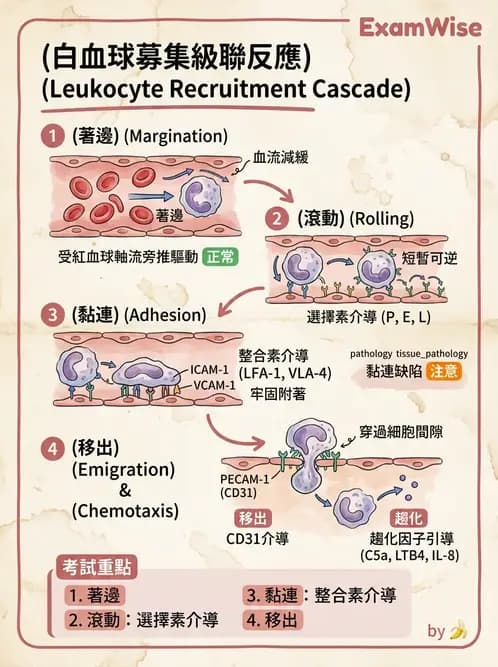 醫檢師 - 細胞傷害、發炎與修復 - AI 圖文解析預覽
