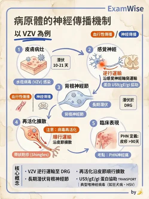 醫檢師 - 感染 - AI 圖文解析預覽