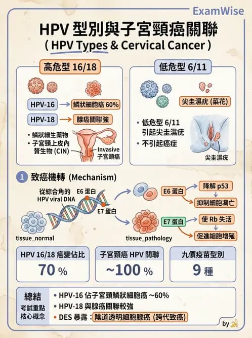 醫檢師 - 乳房及女性生殖疾病 - AI 圖文解析預覽