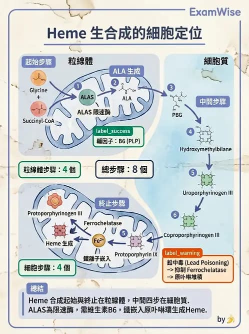 醫檢師 - 紅血球生理與形態 - AI 圖文解析預覽