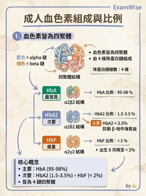 醫檢師 - 紅血球生理與形態 - AI 圖文解析預覽