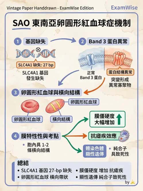 醫檢師 - 溶血性貧血與血色素病變 - AI 圖文解析預覽