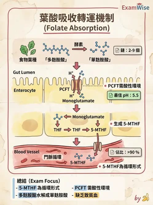醫檢師 - 貧血診斷與營養缺乏性貧血 - AI 圖文解析預覽