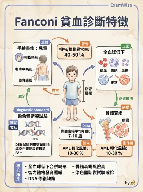 醫檢師 - 貧血診斷與營養缺乏性貧血 - AI 圖文解析預覽