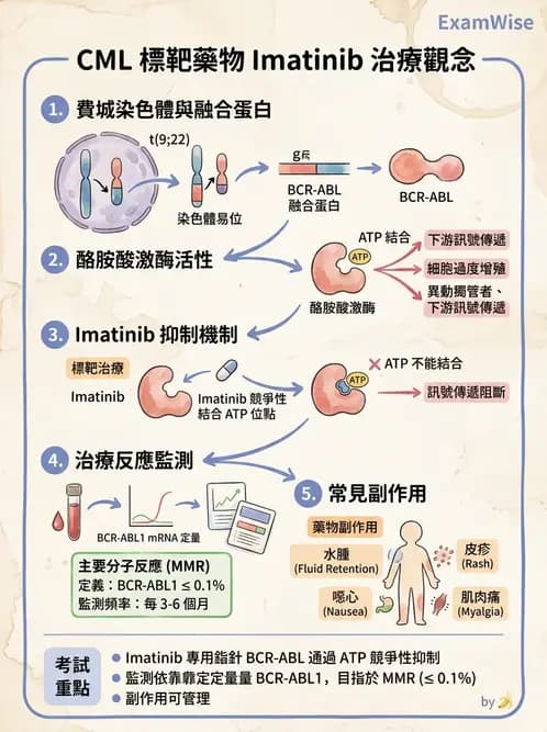 醫檢師 - 慢性血液腫瘤與骨髓增生疾患 - AI 圖文解析預覽