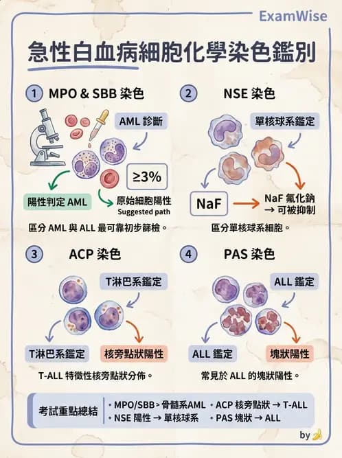 醫檢師 - 急性白血病 - AI 圖文解析預覽
