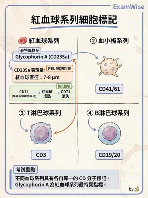 醫檢師 - 急性白血病 - AI 圖文解析預覽