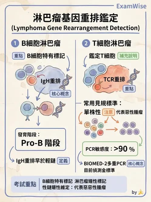 醫檢師 - 淋巴瘤、漿細胞疾病與白血球異常 - AI 圖文解析預覽