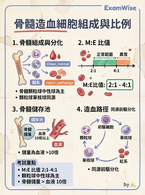 醫檢師 - 白血球生理與形態 - AI 圖文解析預覽