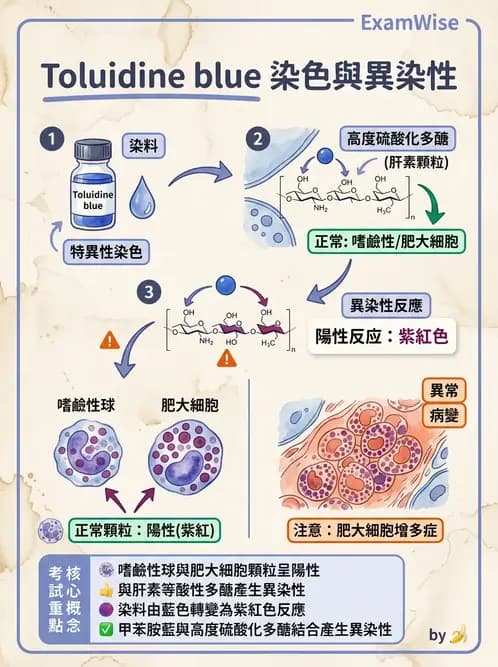 醫檢師 - 白血球生理與形態 - AI 圖文解析預覽