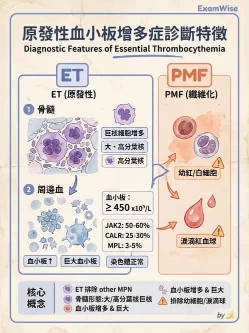 醫檢師 - 慢性血液腫瘤與骨髓增生疾患 - AI 圖文解析預覽