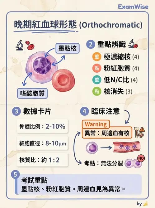 醫檢師 - 白血球生理與形態 - AI 圖文解析預覽