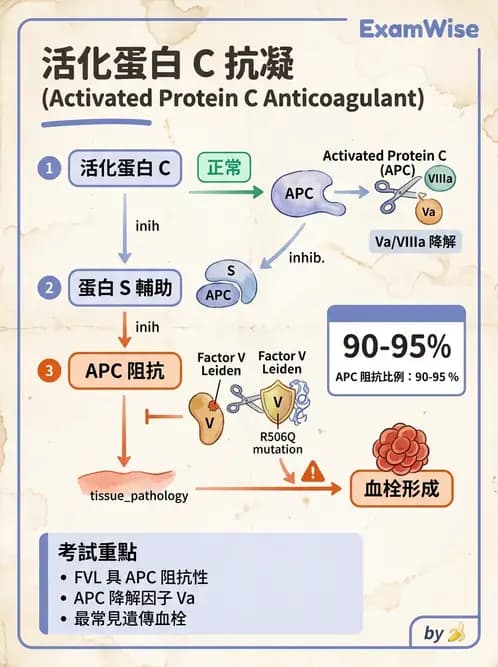 醫檢師 - 血栓性疾病與抗凝治療監測 - AI 圖文解析預覽