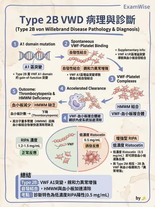 醫檢師 - 出血性疾病與檢驗 - AI 圖文解析預覽