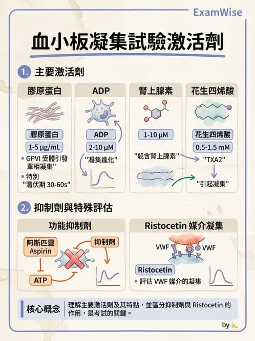 醫檢師 - 血小板與止血生理 - AI 圖文解析預覽
